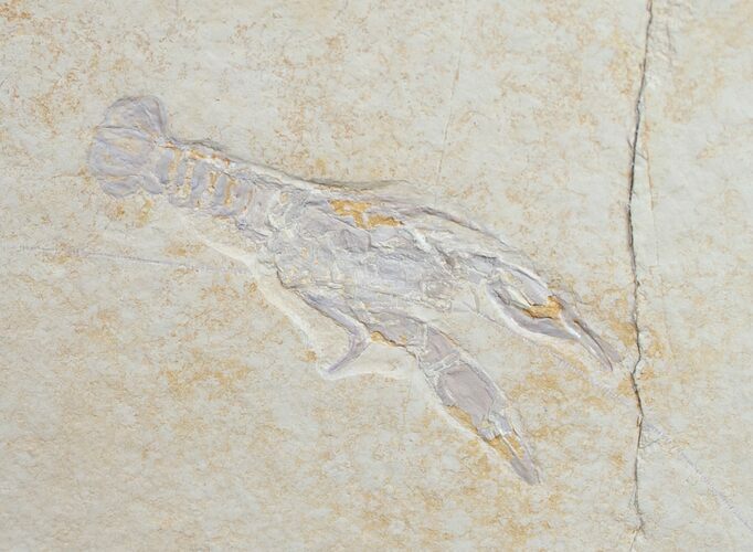 Fossil Lobster Eryma - Solnhofen Limestone #9750